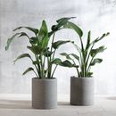 Vasi Lapis in peperino