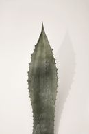Agave