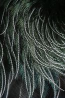 DAVID TRUBRIDGE - Tui Light - Inspiration