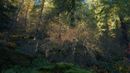 Chiara Brambilla e Luca Mosso, Understory Voyeur, 2025 (frame)