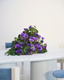 TABLEAU x Secolo - photo Frank Stelitano