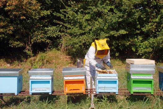 Wienerberger Italia sostiene la biodiversità presso i propri stabilimenti produttivi 