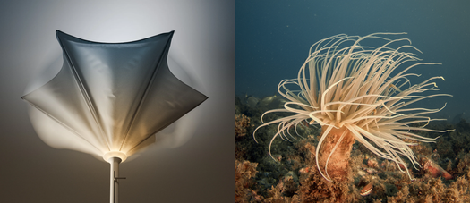 The Parasol Inspired by the Movement of Anemones