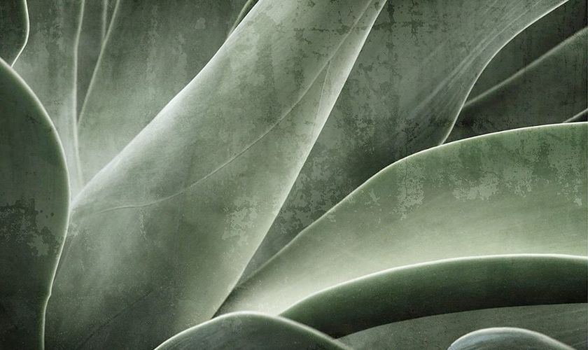 ALOE Tapete By N.O.W. Edizioni | design Pietro Gaeta