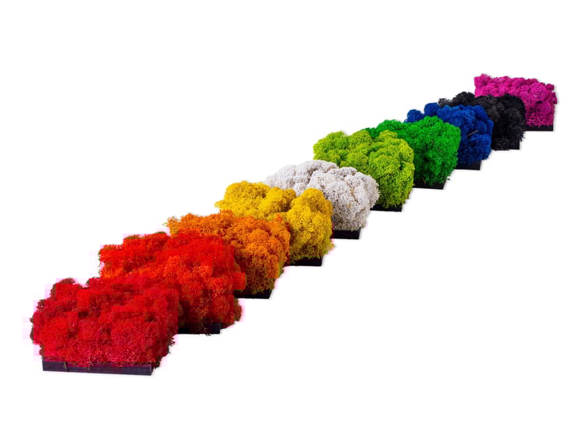 Moss indoor vertical garden EVERGREEN PREMIUM MOSS COLOR COMBINATION By ...