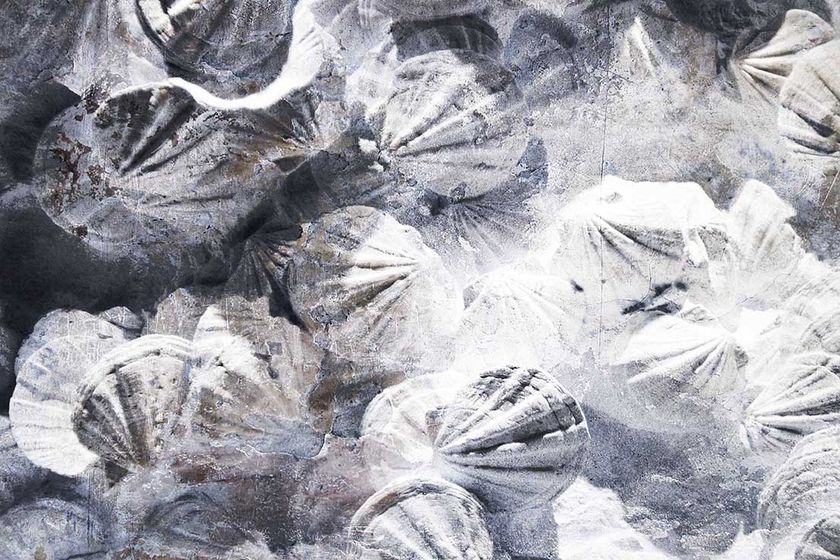 Papier peint ignifugé lavable SHELL Collection Bio-Spring - Capsule ...
