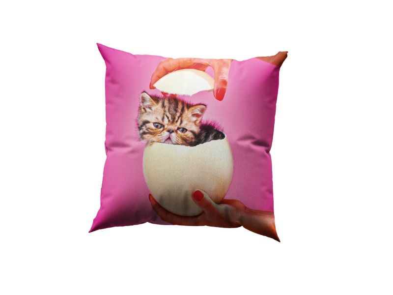 CAT SURPRISE