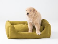 Cuccia in juta&nbsp;HENRI | Cuccia in juta - 2.8 DUEPUNTOOTTO