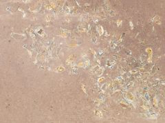 Lastre di sandstone per applicazioni di design e architettura&nbsp;SANTAFIORA� OSTREA - MARGRAF