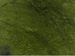 Lastre di marmo per applicazioni di design e architettura&nbsp;VERDE GIADA - MARGRAF