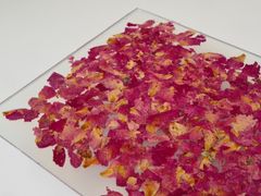 Vetro decorato con elementi vegetali&nbsp;VIAPLANT� GLASS - VIAPLANT DESIGN