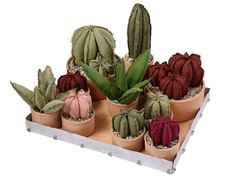 Composizione di piante in tessuto con vassoio&nbsp;FLORIDA - GRASSI DANILA