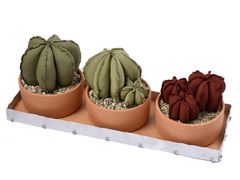 Composizione di piante in tessuto con vassoio&nbsp;NEBULA - GRASSI DANILA