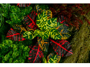 CADDO by VGnewtrend - Quadro vegetale - 12