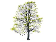 TREE SPRING by Magis - Quadro