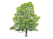 TREE SUMMER by Magis - Quadro