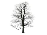 TREE WINTER by Magis - Quadro