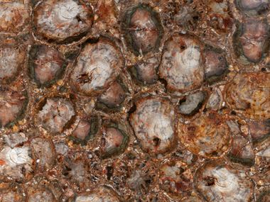 Wandverkleidung aus Naturstein BROWN PETRIFIED WOOD Antolini®