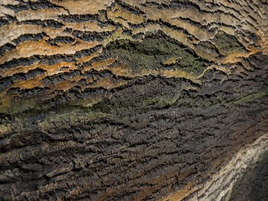 Indoor/outdoor glass-fibre 3D Wall Panel with bark effect AMAZON Artstone Panel Systems