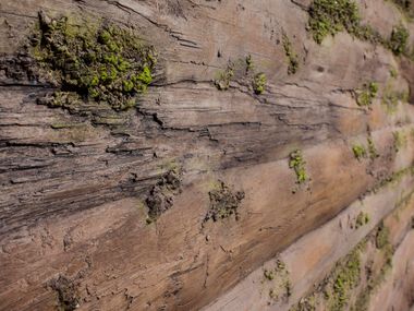 Glass-fibre 3D Wall Cladding BAOBAB MOSS Artstone Panel Systems
