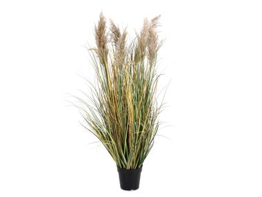 Artificial plant GYNERIUM PAMPAS H120 Bizzotto