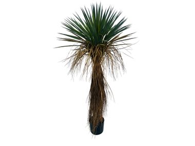 Artificial plant YUKKA ROSTATA Bizzotto