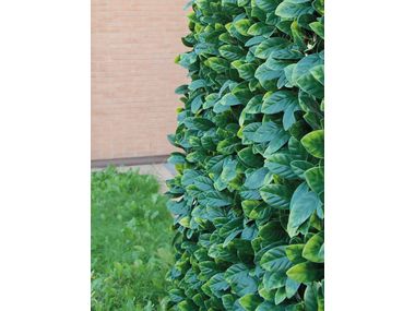 TENAX Artificial hedge with willow grid leaves, extendable, Divy 3D X-Tens Red Acer, 1 x 2 m, red/green