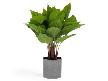 Pianta artificiale ANTHURIUM Kave Home
