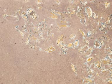 Wand- und Bodenbelag aus Naturstein SANTAFIORA® OSTREA MARGRAF