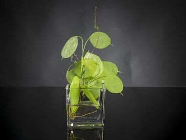 Pianta artificiale MONETA DEL PAPA VGnewtrend