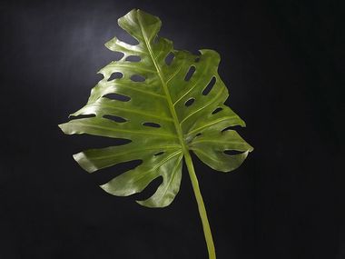 Pianta artificiale in poliestere PHILODENDRO VGnewtrend