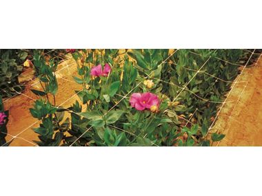 Rete per Rampicanti Rete per Piante con 50 Reggette Fili Rete Piante Rampicanti Rete Rampicanti Rete Orto Rampicanti per Piante, Fiori, Ortaggi