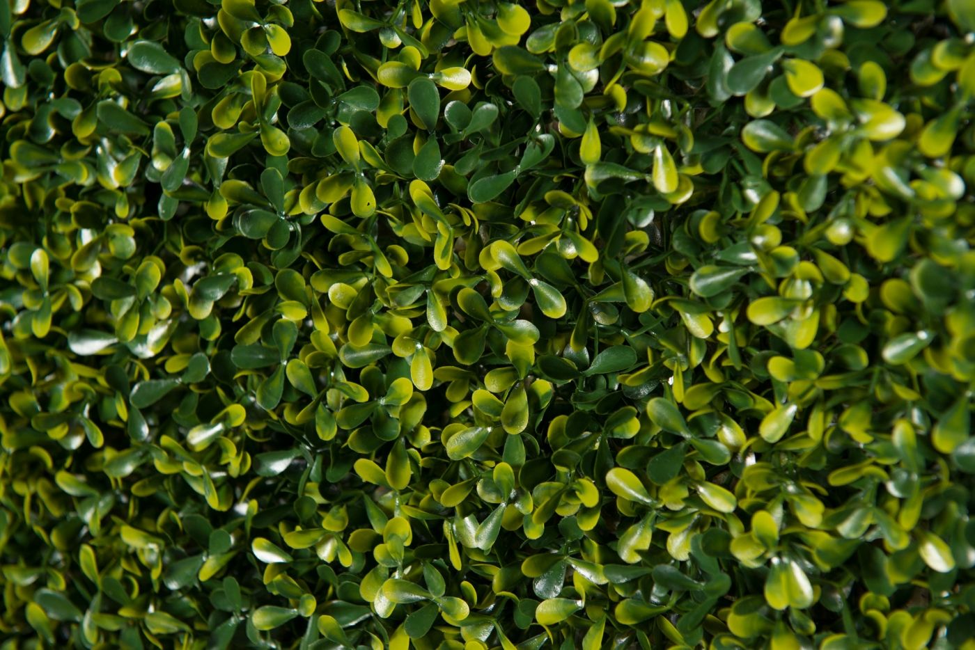 BOSSO FLAT by VGnewtrend - Quadro vegetale - 5