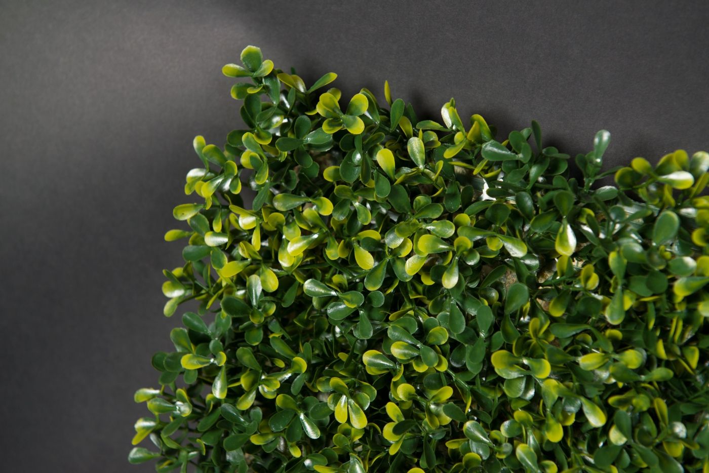 BOSSO FLAT by VGnewtrend - Quadro vegetale - 4