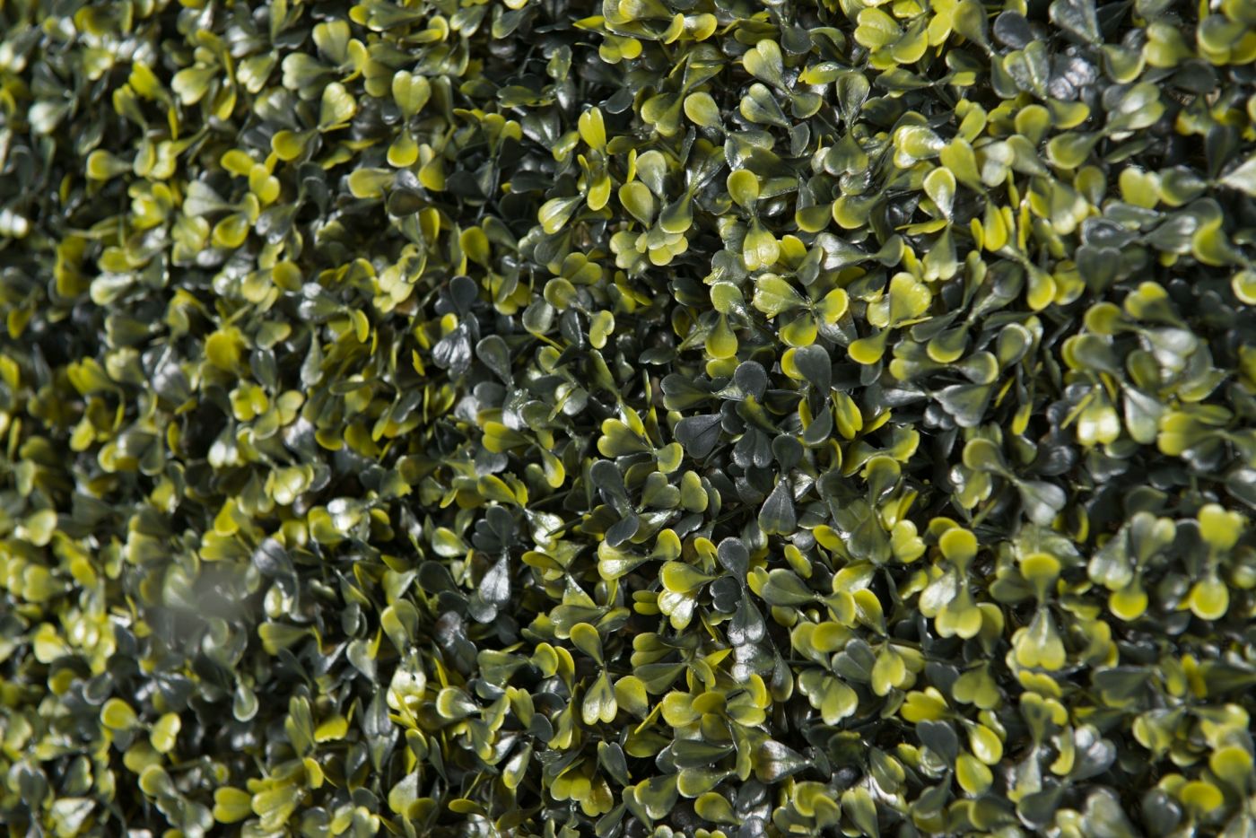 BOSSO by VGnewtrend - Quadro vegetale - 4