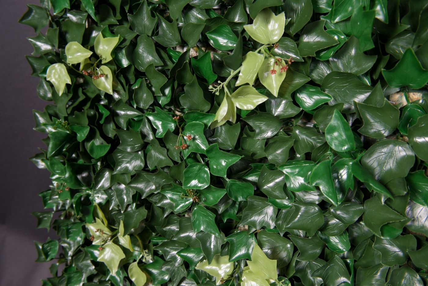 EDERA by VGnewtrend - Quadro vegetale - 3