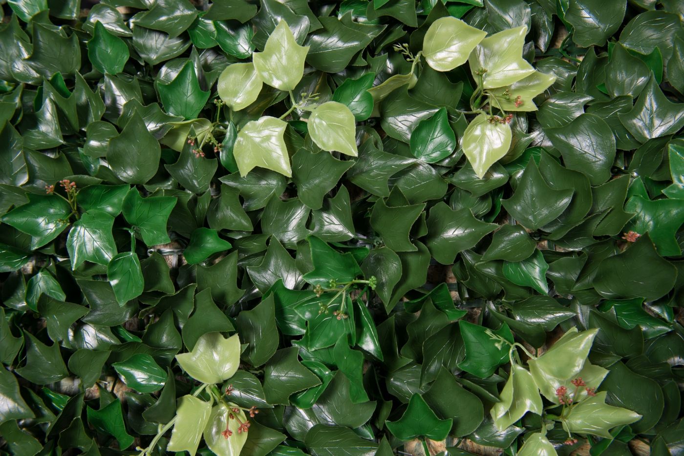 EDERA by VGnewtrend - Quadro vegetale - 4