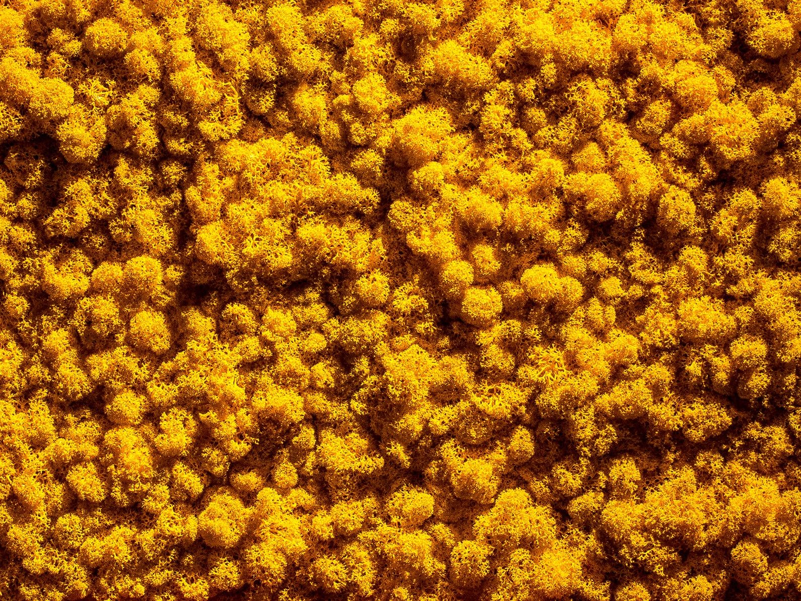 Moss indoor vertical garden EVERGREEN PREMIUM MOSS COLOR COMBINATION By ...