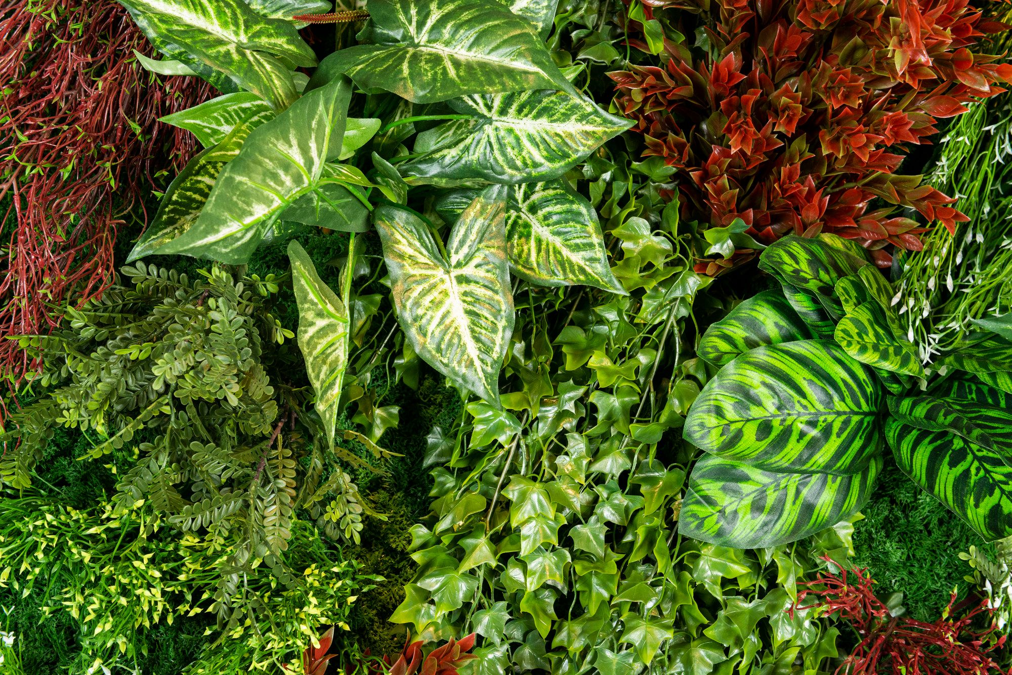 RATA by VGnewtrend - Quadro vegetale - 4