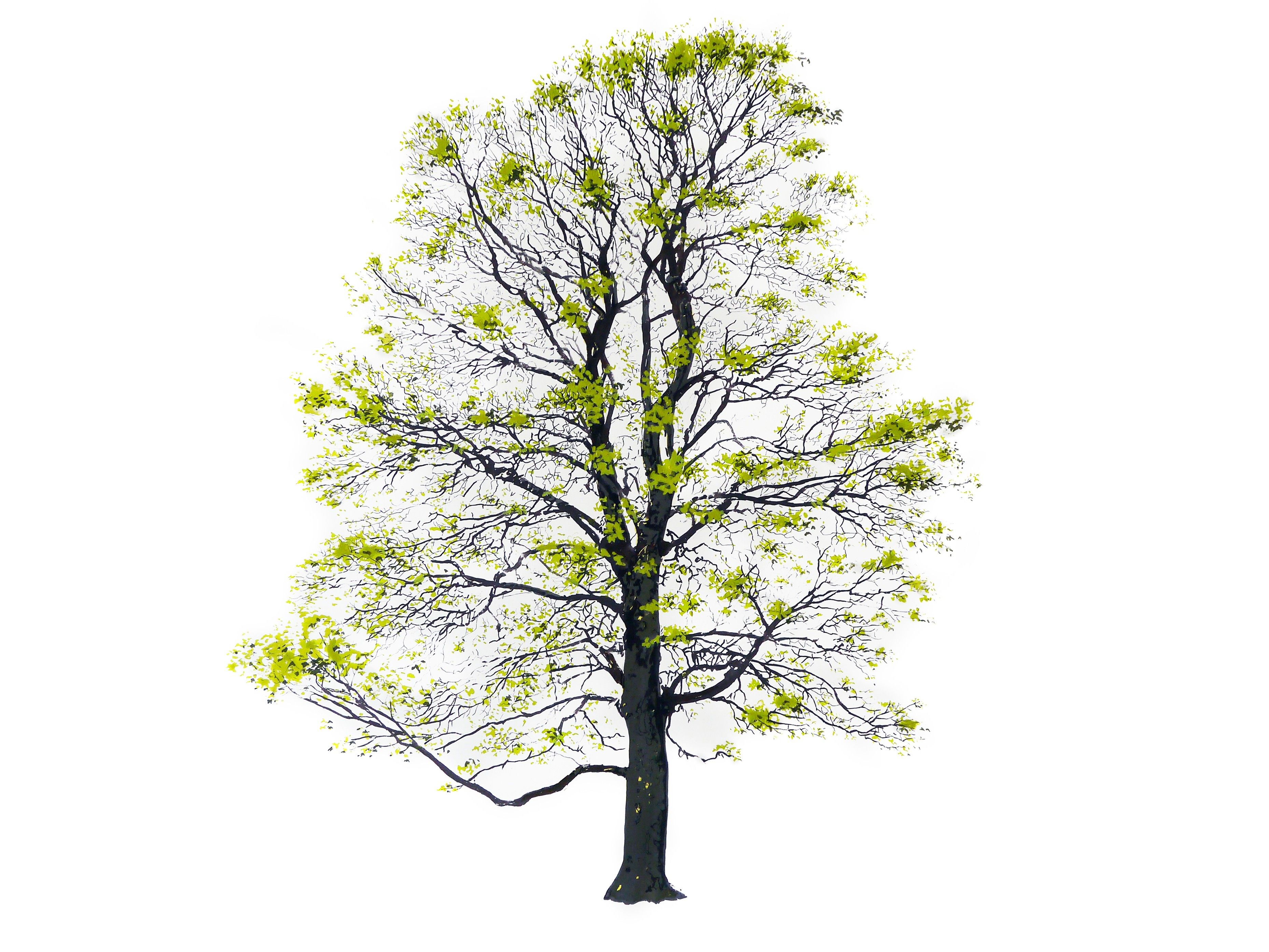 TREE SPRING by Magis - Quadro