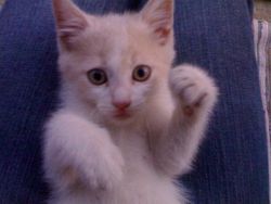 Consuelo Sgambetterra